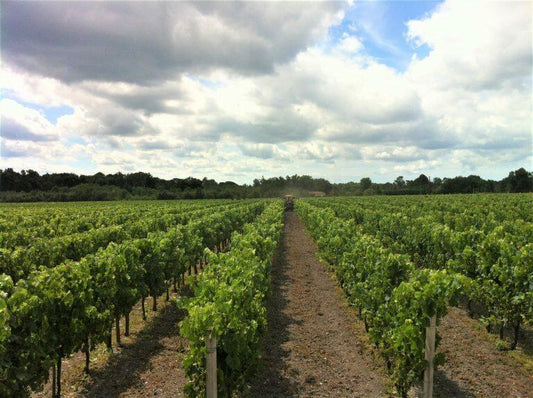 Château Carcanieux: Ontdek de parel van de Médoc