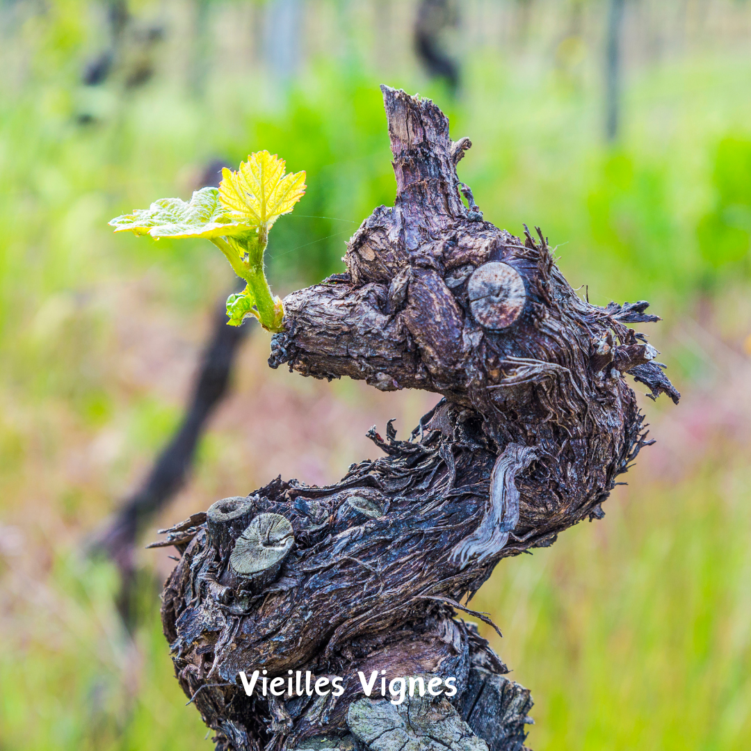 Old Vines, Vieilles Vignes